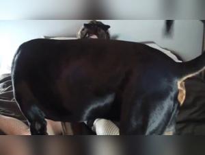 Rebel Fantasies: Women and Dogs in a Delirious Passion