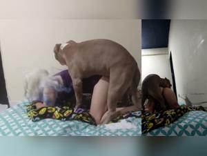 Hardcore Immersion: Dog, Woman, Unfulfilled Desires