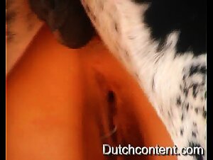 Dog sex videos: submissive slut loves the dog's knot