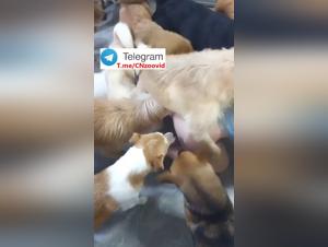 Taboo Exploration: A 28-year-old Chinese girl and her Animal Desire