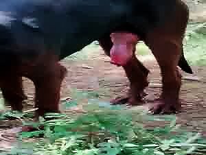 Une belle chatte salope fait baise avec son compagnon fidel, une rencontre rare