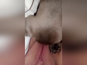Feline dominance and primal urges