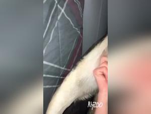 Bestiality: where desire and instinct meet