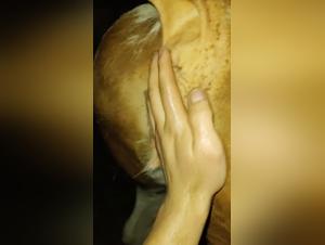 Salopes et Chiens : Un Délice Sombre et Intensif