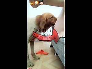 The slut lets herself be seduced by her canine companion