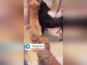 Swindle and Obscene Delights: His Dog, His Money