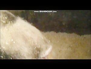 Bestiality sex with a pig: extreme video