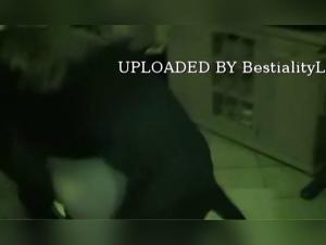 Animal Freedom: Incandescent Kisses with Dog Cock