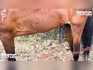 Intense Animal Fuck - Marpessa & Blanca: A Brutal Rhythm