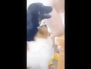 Extreme sex video with Asian submissive and dogs