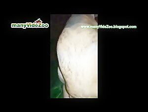 Sex Videos with Dogs: A Unique Experience