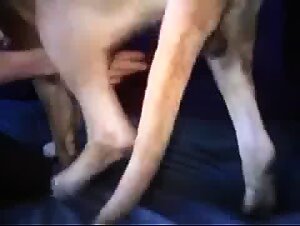 Extreme Zoophilia: Dogcock, Sluts and Dogs in Hardcore Erotic Videos