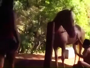 Bestiality scene with a horse: three women and a stallion