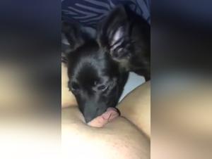 Bestiale Kostlichkeiten: Zeigen Sie Ihre Faszination fur Hundesex