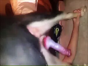 Sex with a Dog Video: An Exciting Experience