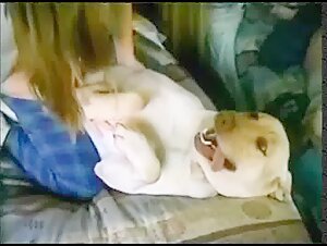 Bestialisches Video mit einem Labrador
