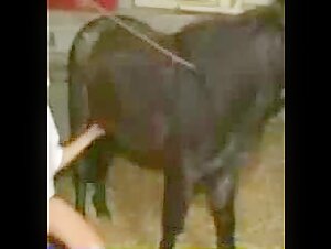 Watch this woman and her pony in intense bestiality video
