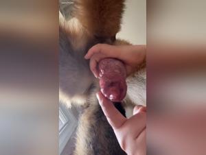 Canine masturbation scene