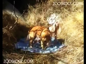 Animal sex video with a seductive woman and a big-membered dog