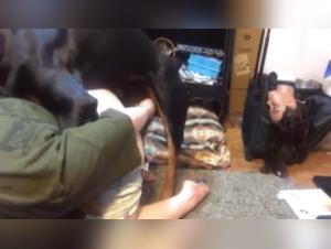 Canine Infidelity in Action