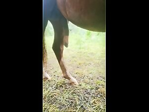 Baise avec un cheval : le plus salé hundeporno possible