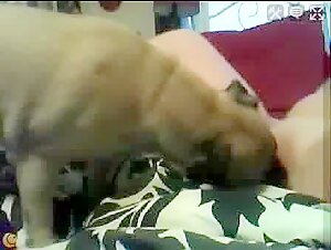 Bestiality sex video with dog
