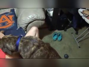 Les Limites Brisées : Exploration Sexuelle avec les Animaux