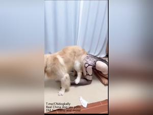Délire Sexuel Brutal : Domination Canine et humiliation féminine