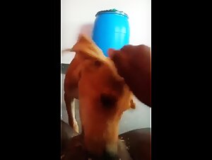 Desi porn: asian bestiality, animal sex