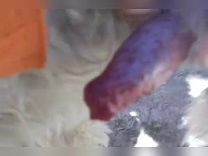 Giclée fébrile, double pénétration sauvage