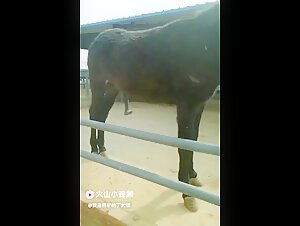 Discover the world of zoophilia and gay sex animals