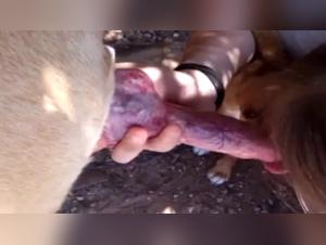 sperm sucking, dogs, and women: a forbidden pleasure revealed