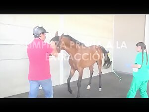 Regardez cette fille et ce cheval dans une vidéo de bestialité hardcore