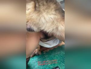 Canine domination, incandescent oriental delights