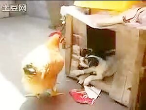 Gag moments and hard scenes in our sex videos with dogs