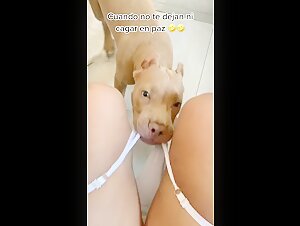 Dog Sex and Intimate Relationship Videos: A Unique and Intense Experience