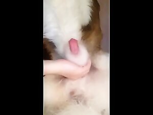 DOG Sexton - Animal carnational delights