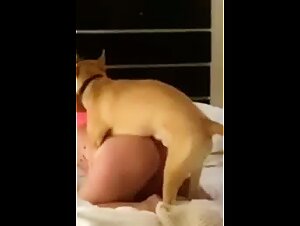 Fuck Dog, Fuck Anime Girl