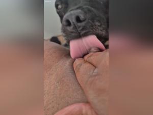 Dog licking a woman's pussy