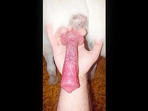 Sex with animals: a woman assumes her passion for dogs