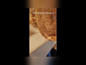 Chien Défonce Femme dans cette Vidéo Hardcore