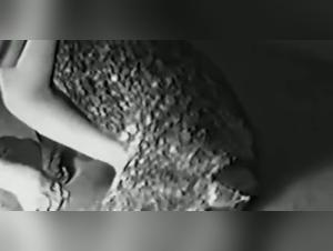 Hardcore XXX Videos - The uncontrollable attraction to the canine