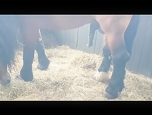 Zoophilia video: horse and woman