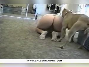 Brutale Leidenschaft: Die Schlampe und ihre Hundeherrschaft