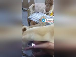 The abyss of desire: Animal seductions and wild orgies