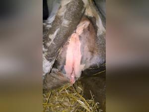 Sensory Exploration: When the Cow Offers Her Sacred Body