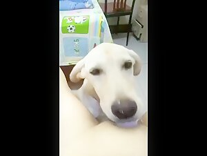 Explore our selection of bestiality and dog sex videos