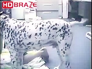 Extreme Dog Sex Video
