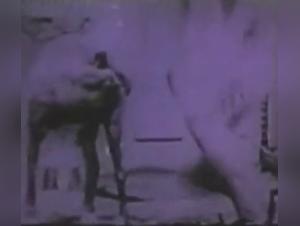 Let loose in sexual chaos: Dog vs Woman