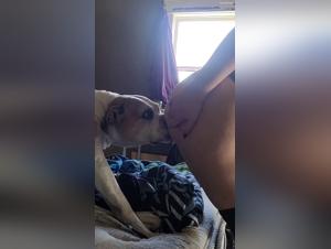 SexyVideo: A cat loves her canine company